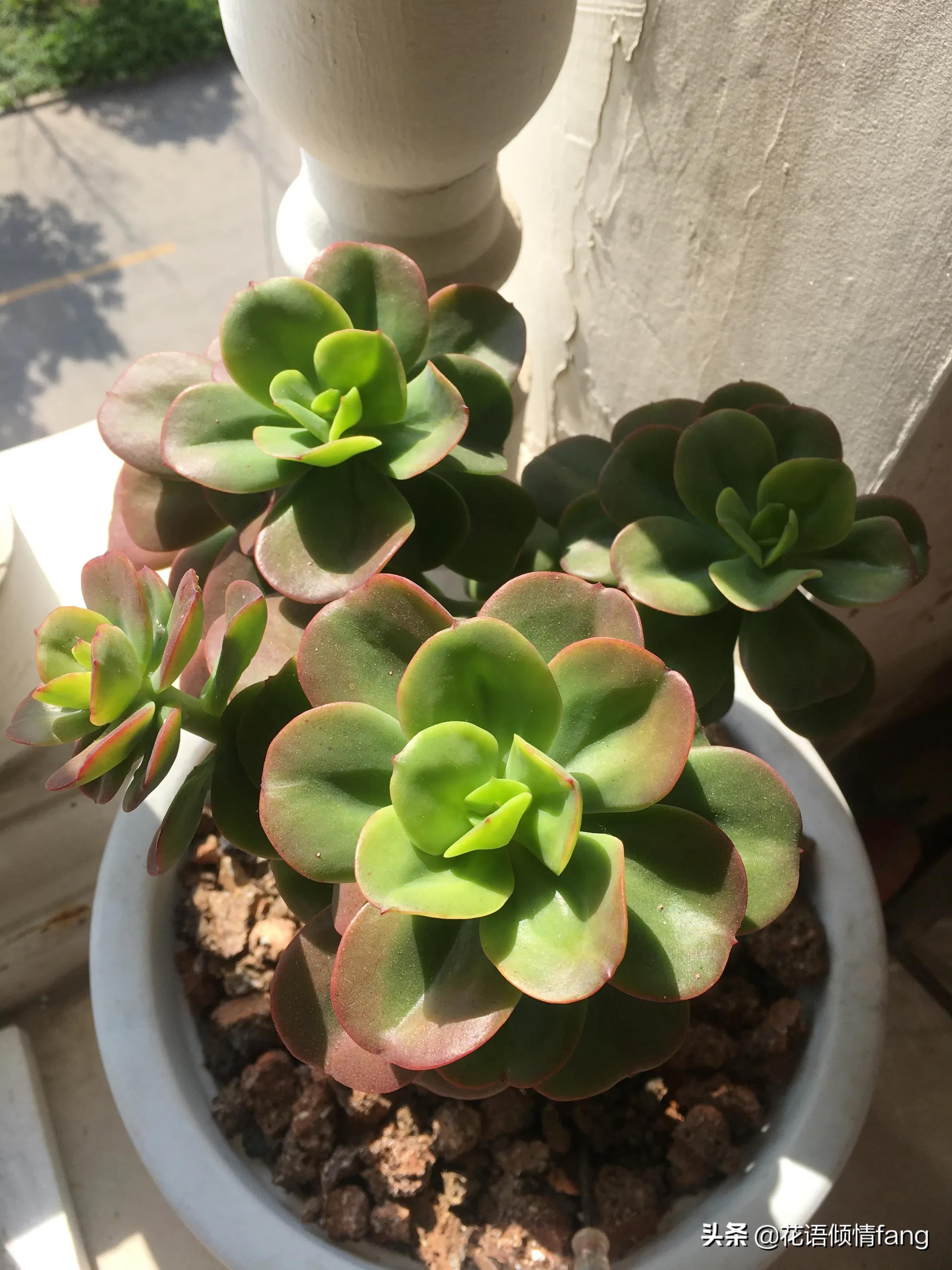 一棵红梅留几个芽头,一棵红梅开万朵花