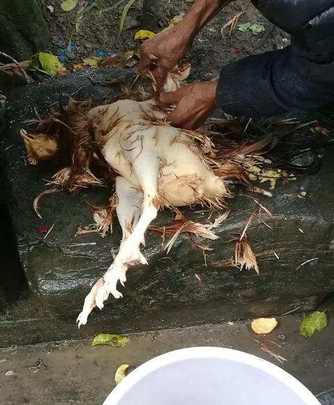 一个大男人连只鸡都不敢杀，是不是太胆小了，没有点英雄气概！