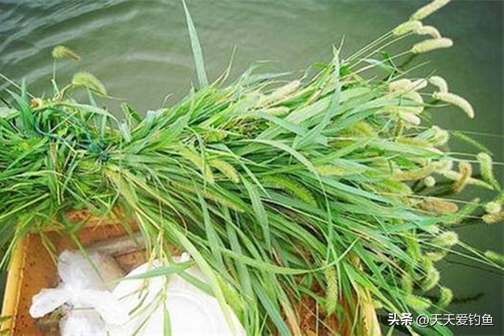 黑坑钓草鱼怎样打窝能够快速聚鱼,野钓草鱼发窝最快有什么办法