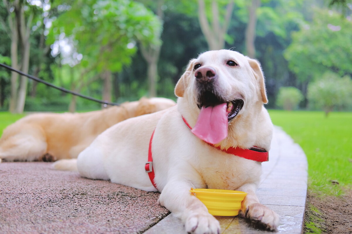 母狗怀孕及孕期知识普及