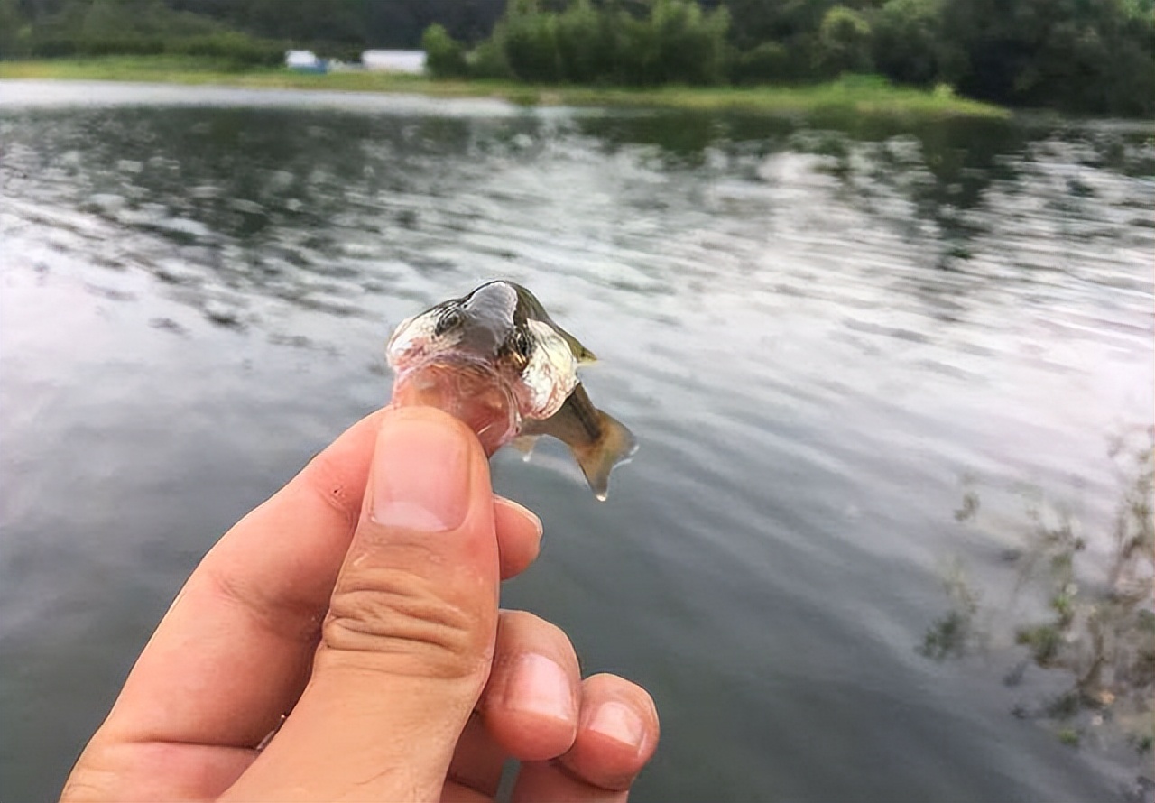让钓鱼人抓狂的四大杂鱼,让人头疼的鱼