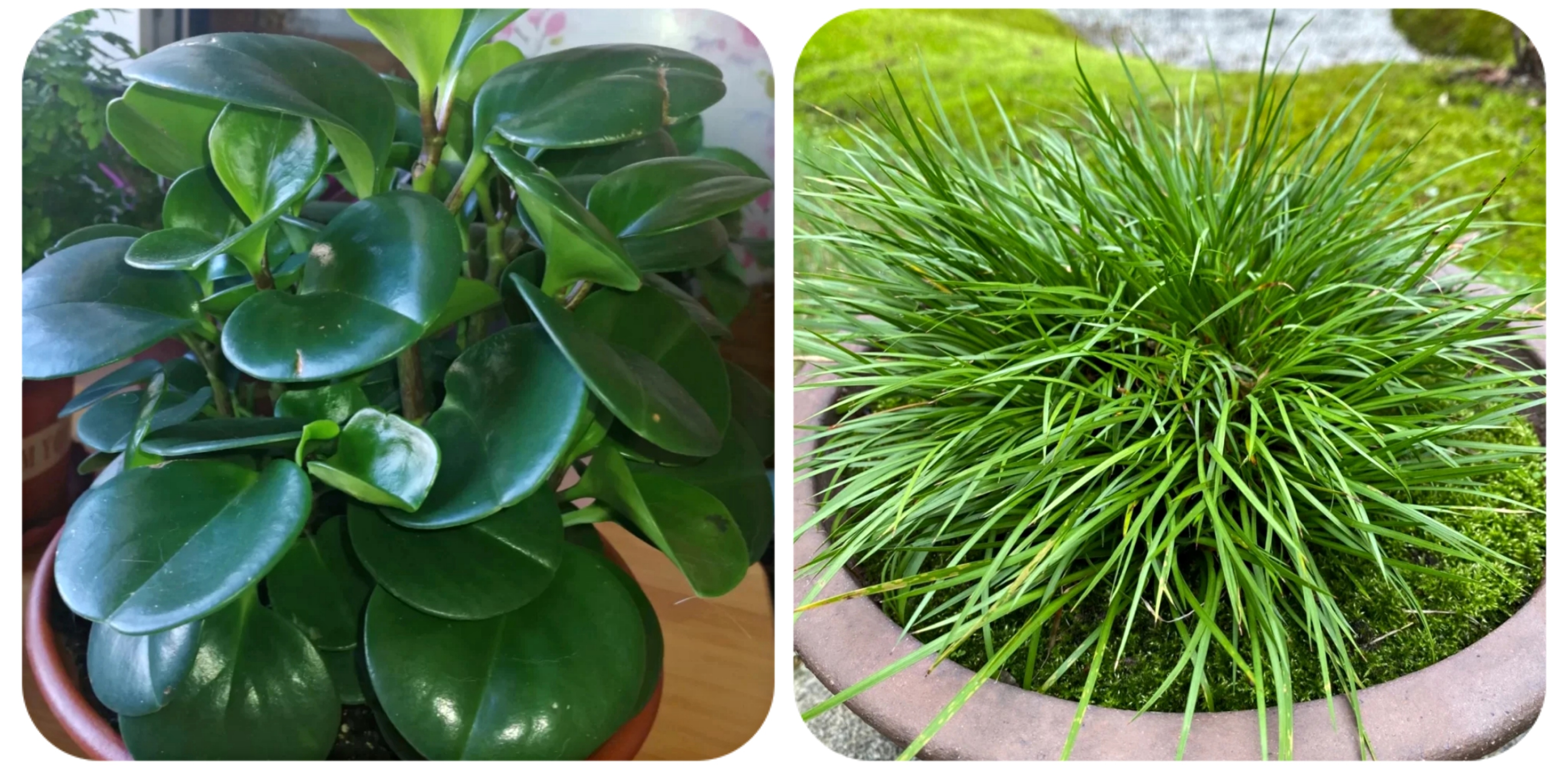 100种花能养在阳台上，50种开花的，40种绿植，10种蔬果