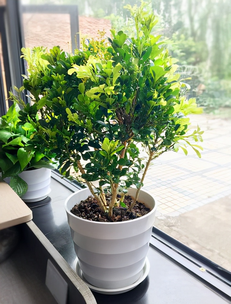 4种花适合新手养漂亮好养,20种坑人的花