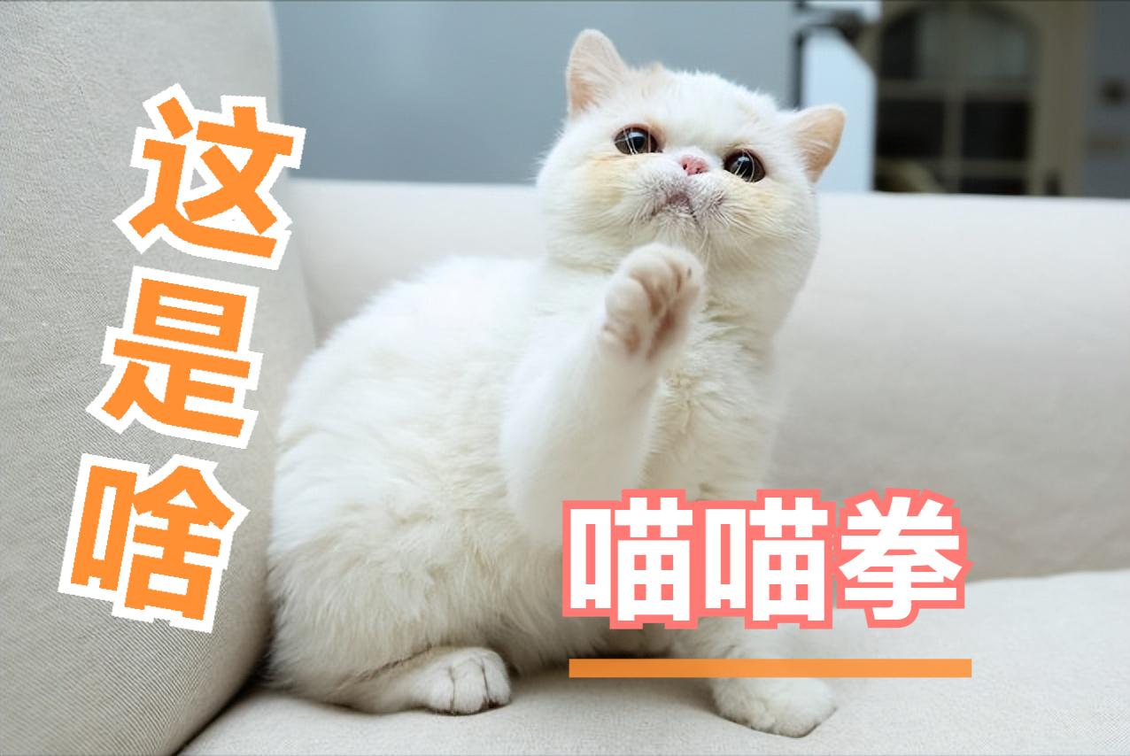 后院猫有多厉害,后院猫和病猫有什么区别