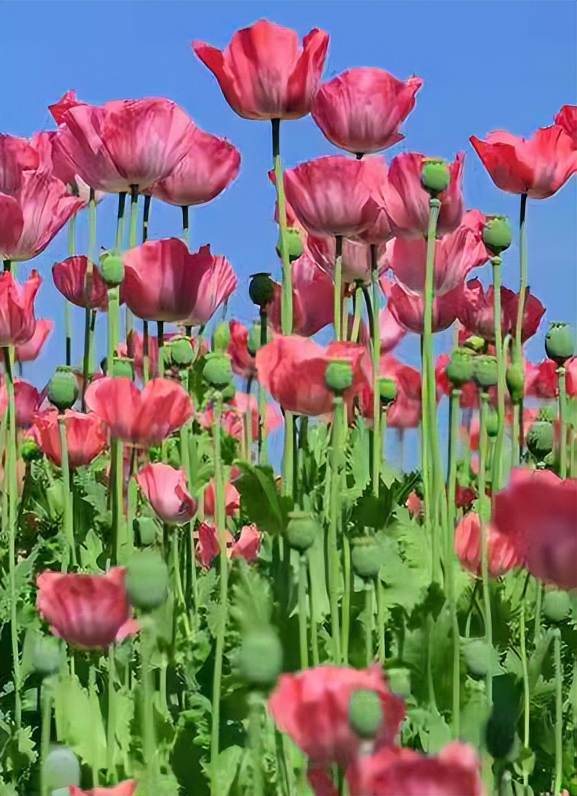 如果一场恋爱，美丽得要用生命作为代价，我宁愿它从来没有发生过