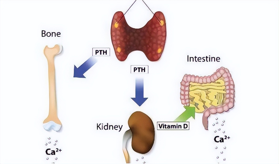 做完甲状腺五项有必要做七项吗,甲状腺功能五项和七项