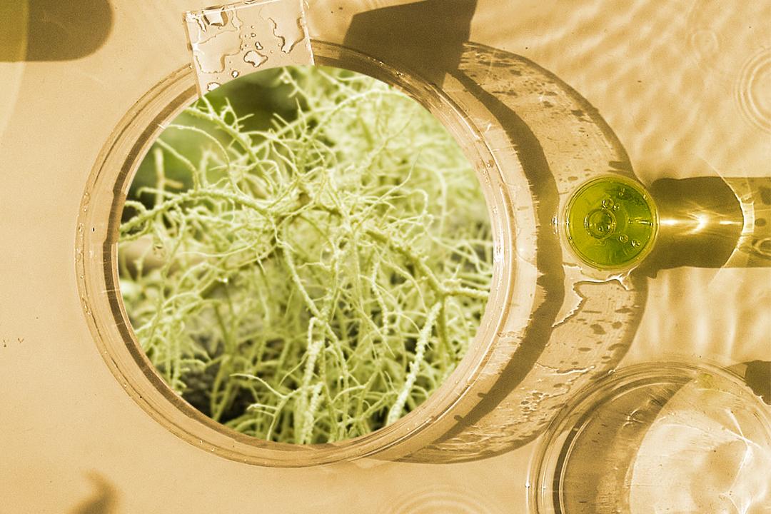 一款抗衰老的护肤品,一款抗衰老的神奇化妆品