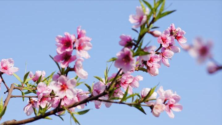 12首关于春风的小诗，浴春风十里，享万般情思