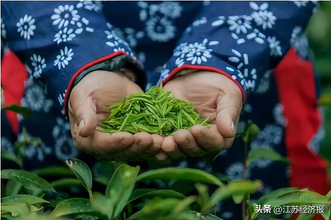 中央专项彩票公益金助力南京晶桥革命老区乡村振兴发展（3）｜晶桥镇擦亮雨花茶“非遗”名片