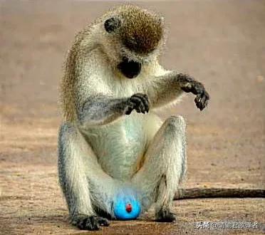 海底知识大全关于动物和植物,我们了解到了很多动物的知识