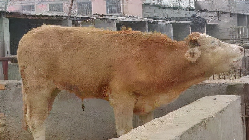 育肥牛一年要驱几次虫？