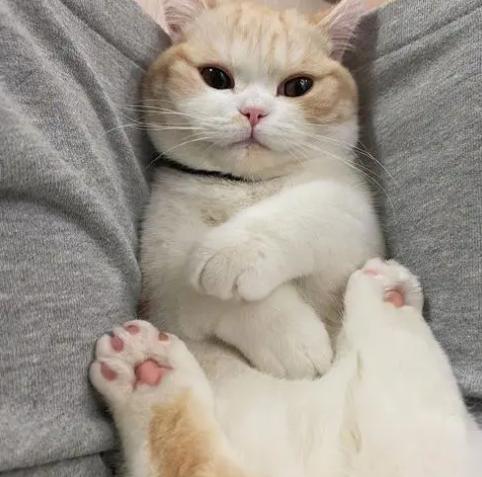 怎么解决猫咪尿闭,应激性尿闭如何治疗