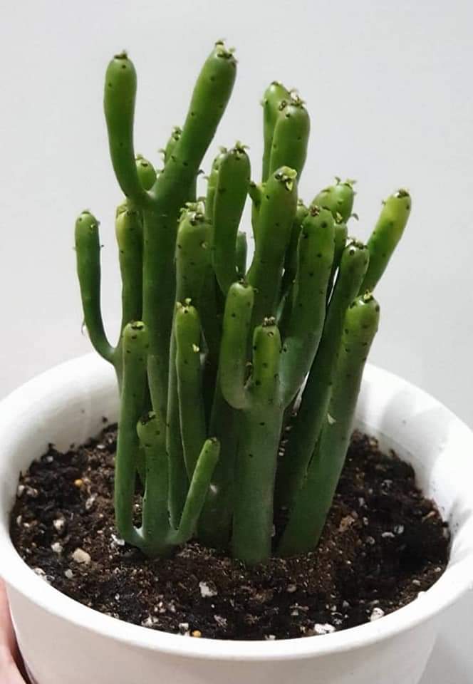 哪些多肉植物不能叶插,哪些多肉植物不需要阳光