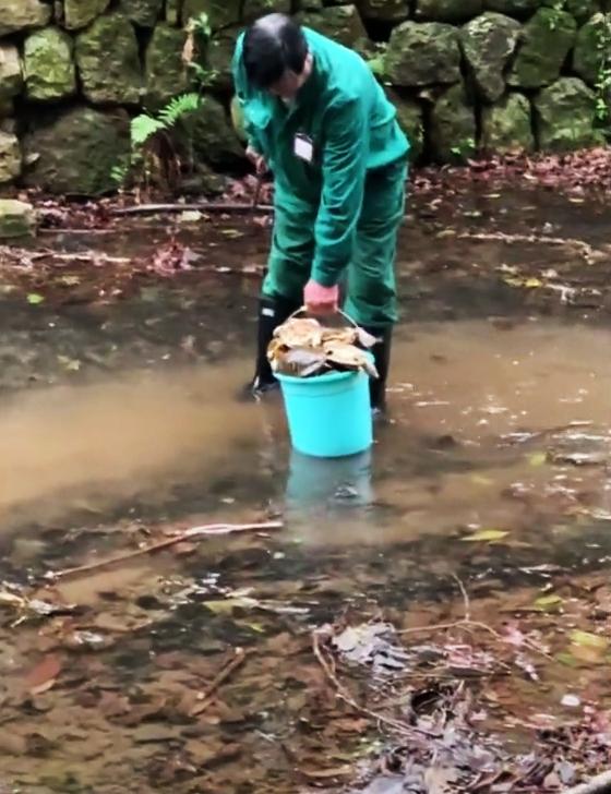 灵隐寺旁现大量乌龟死亡,投毒杭州事件