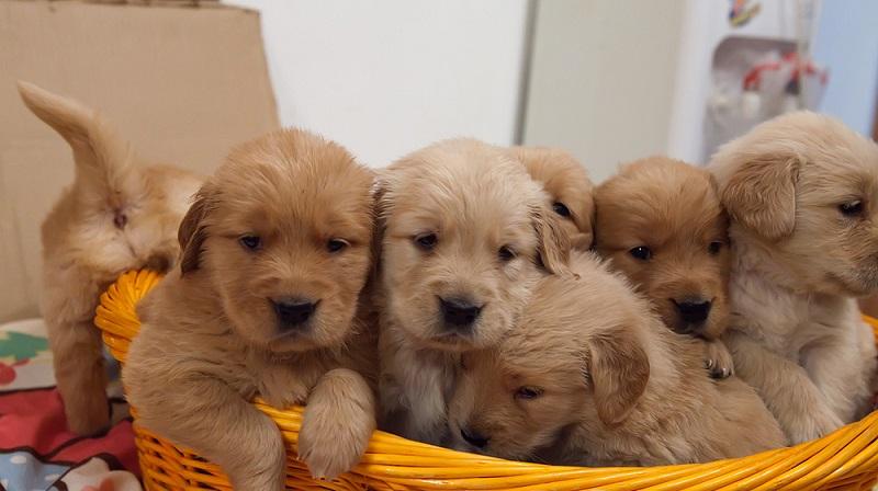 狗狗天天吃骨头有危害吗,狗狗天天吃鸡胸肉会有危害吗