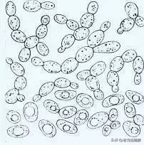 啤酒好不好喝,啤酒到底好不好喝一点