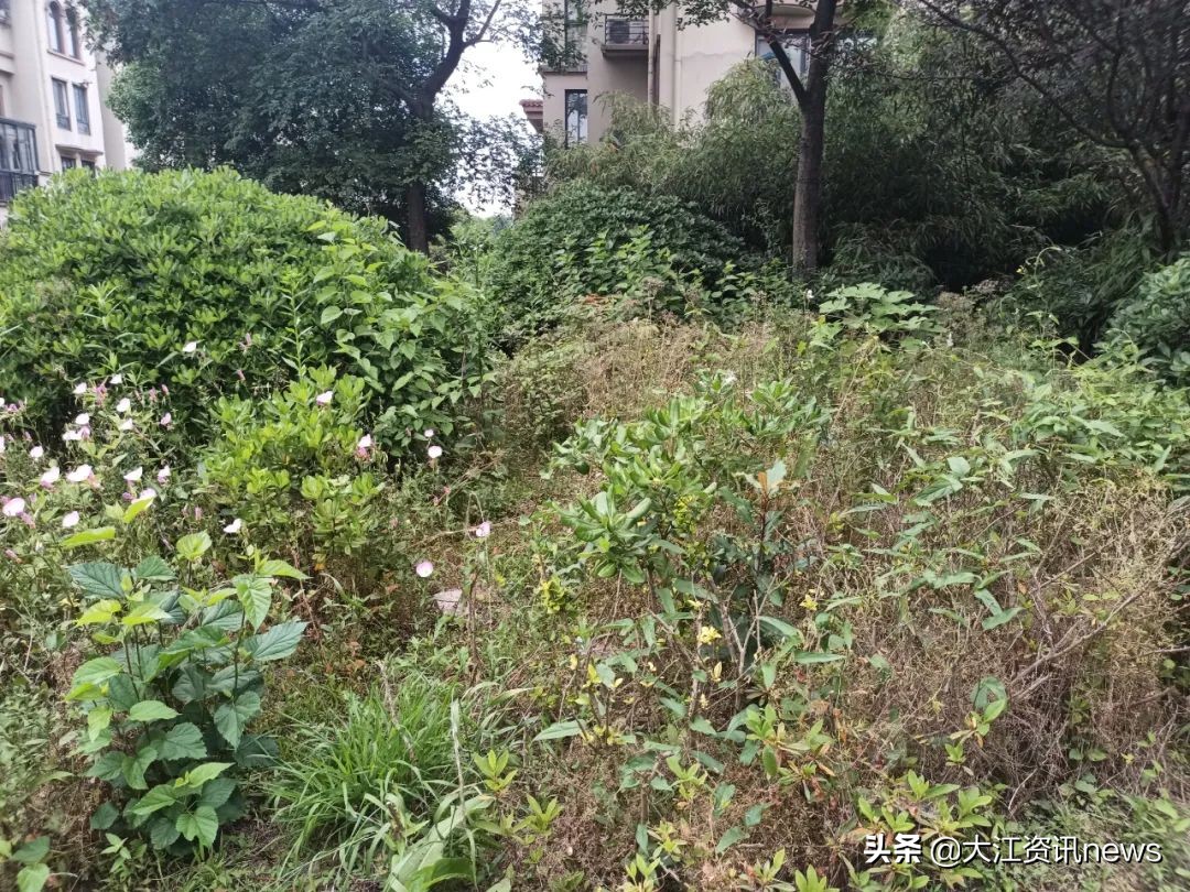 大江资讯芜湖,大江新闻采访