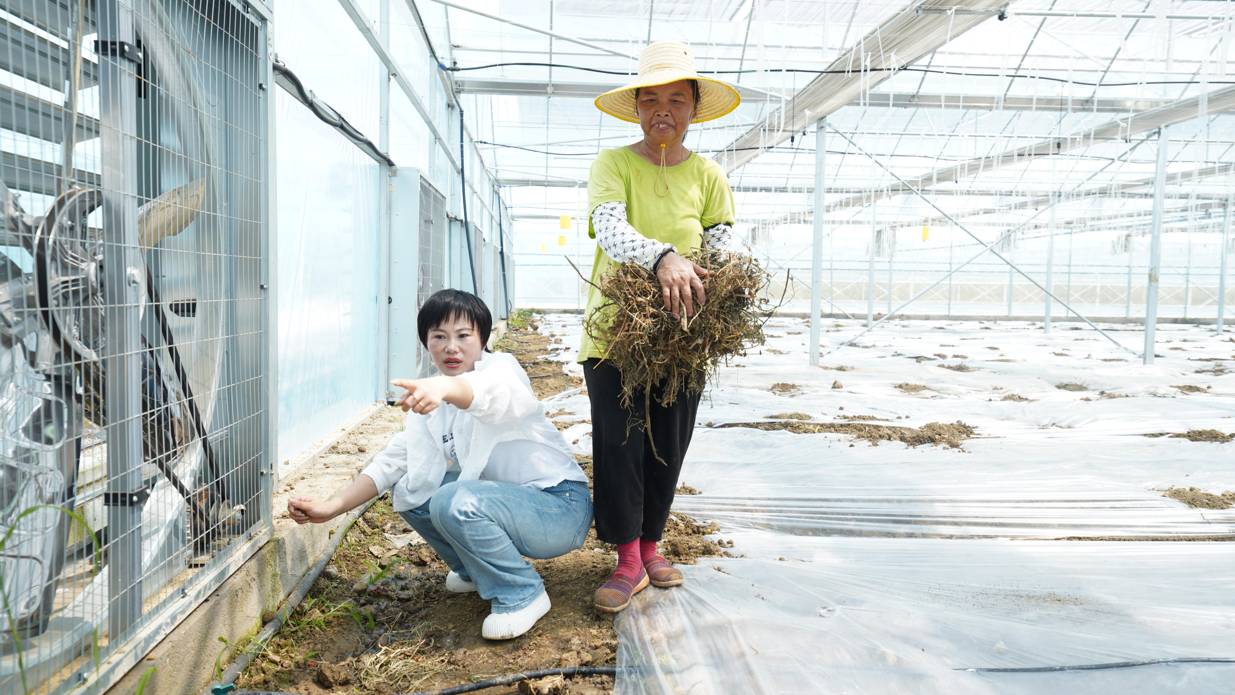 走近土专家|“藜蒿女王”聚焦中高端市场，扎根泥土实现千万年产值