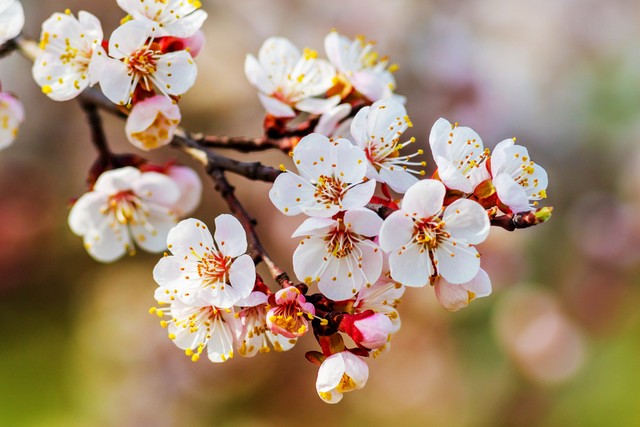乡土散文:村庄的树