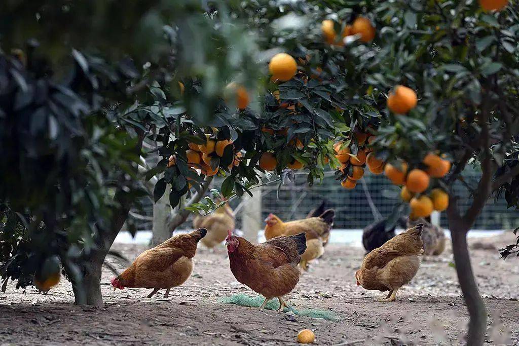 家禽生产中的发展策略,家禽养殖和内陆养殖