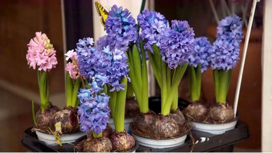 百花种类大全,百花的种类有哪些