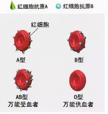 血型的发现史趣味科学知识,稀有血型小知识