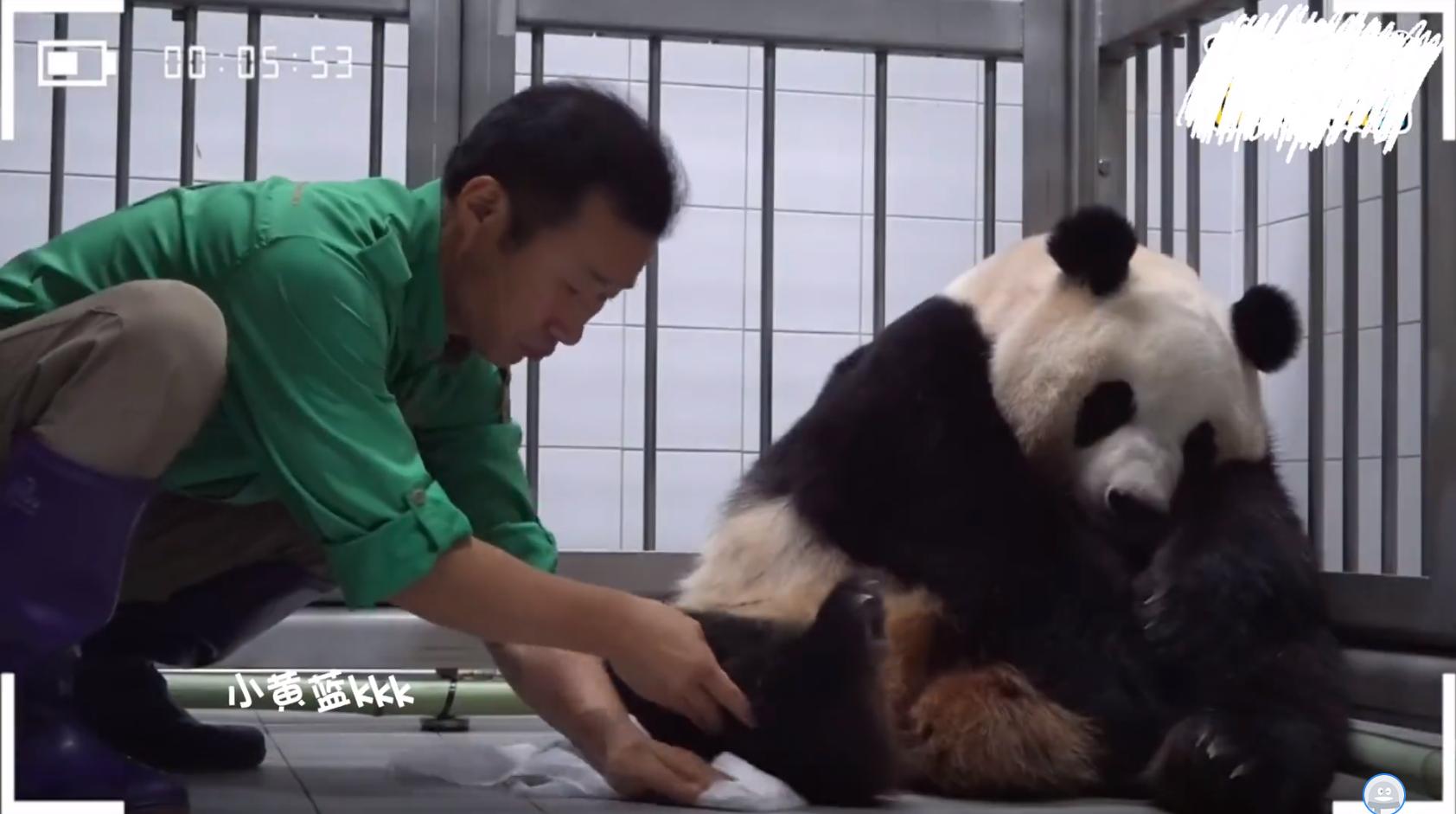 让财阀家的千金爱宝告诉你,熊猫应该是怎么样坐月子的!