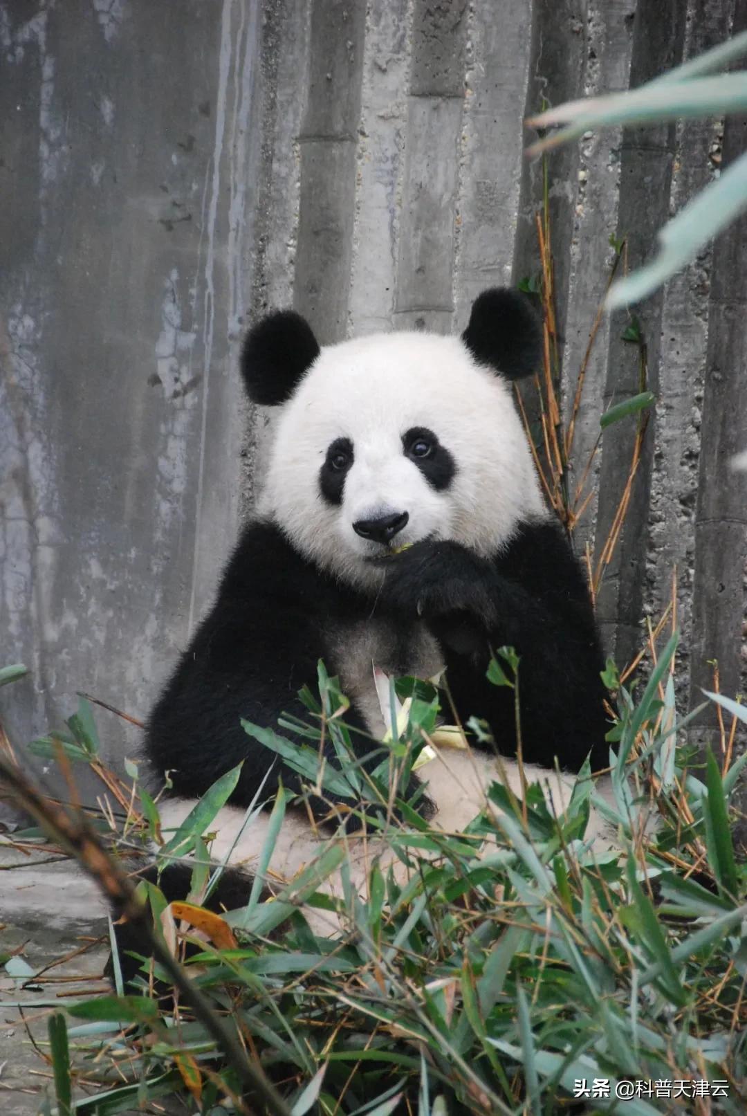 北京冬奥会吉祥物是什么冰墩墩,冰墩墩作为北京2022冬奥会吉祥物