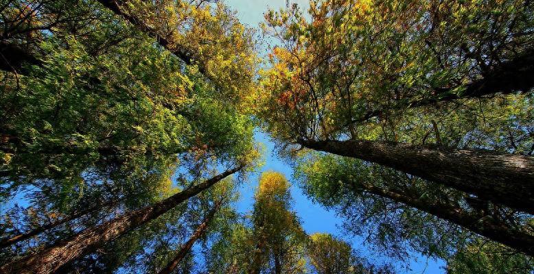 美国亚裔28岁女子被杀,29岁华裔女子美国被杀