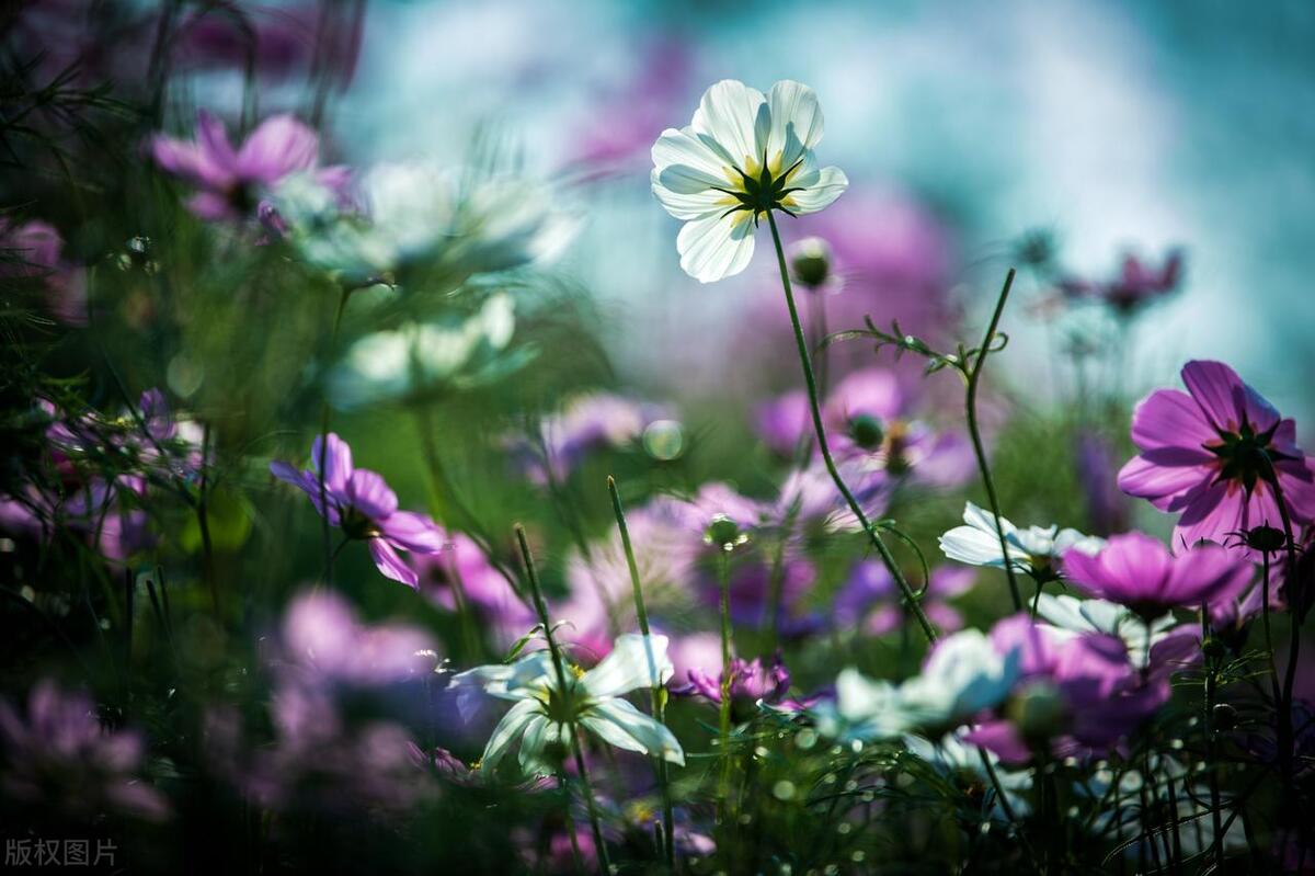 拍摄技巧如何拍摄好看的花卉照片,拍摄花卉技巧大全图片