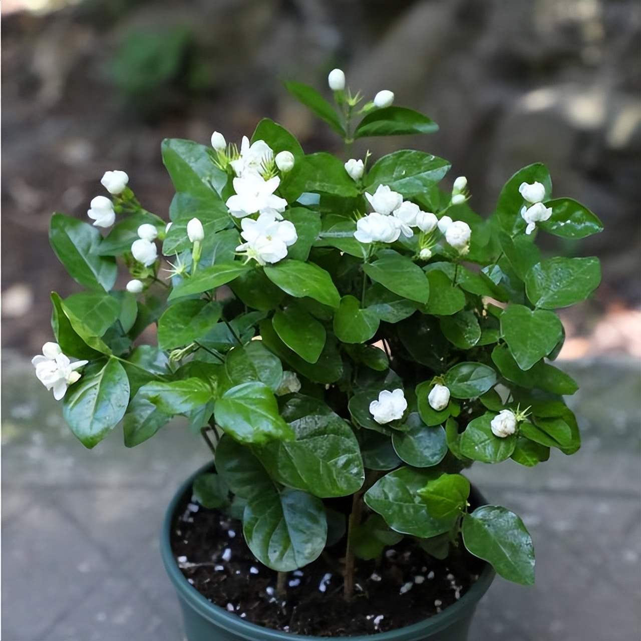 养水牛种什么草最好养,高温下雨后养兰花