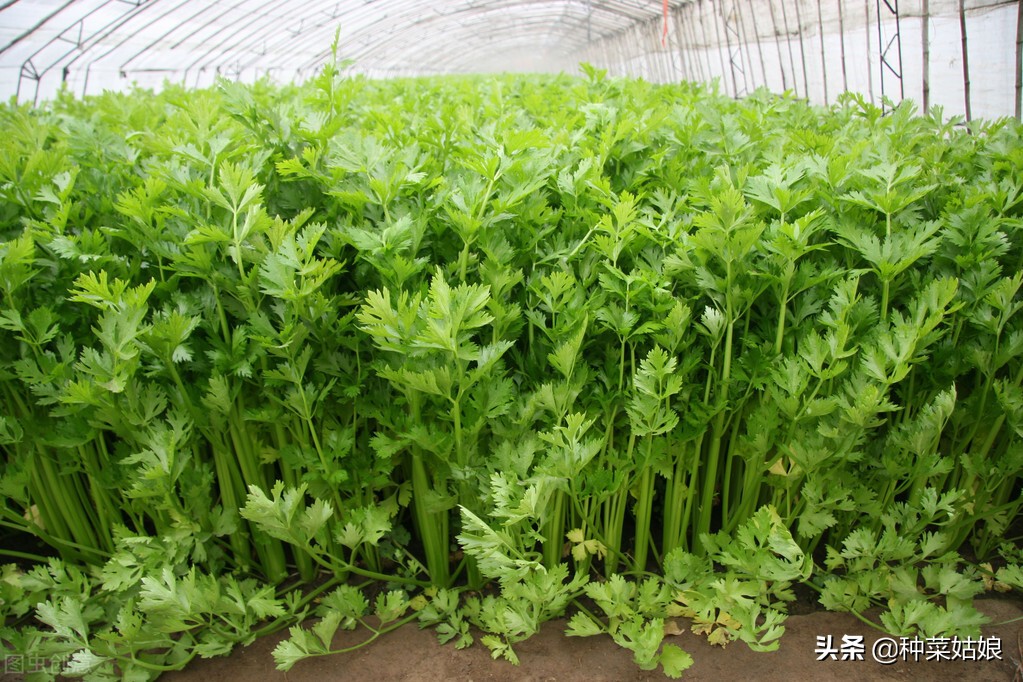 种植芹菜什么时候施肥,用芹菜的根种芹菜浇不浇水