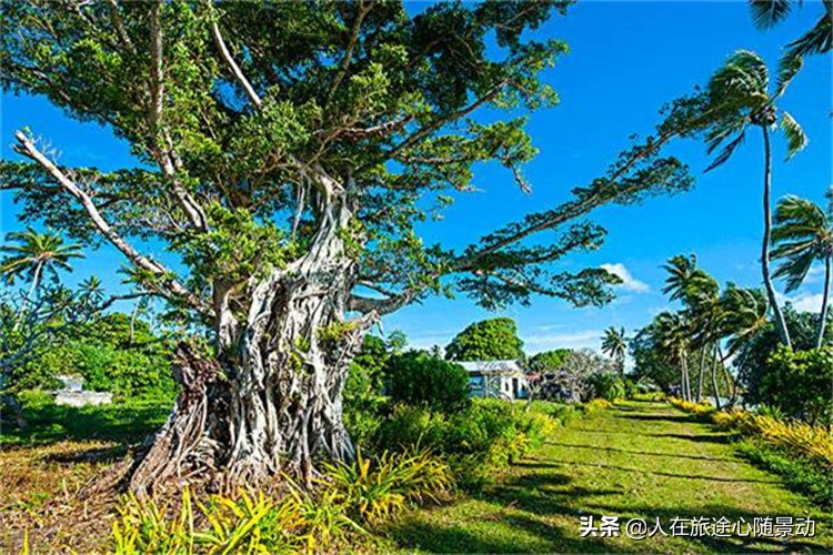 汤加王国追鲸之旅,南太平洋小岛国汤加