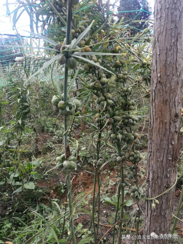 适应林下种植的药材有哪些,林下经济种植中草药有哪些