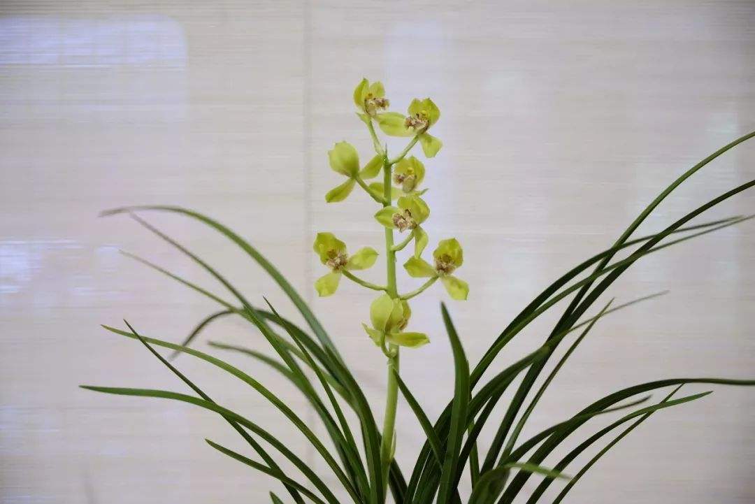 各次兰展中的天价兰花,2018兰展天价兰花图片