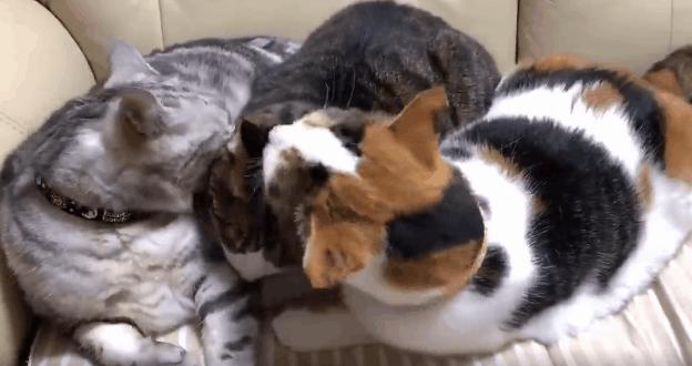 70万网友在线围观我家猫猫“搞黄色”：越看越上头，越看越变态