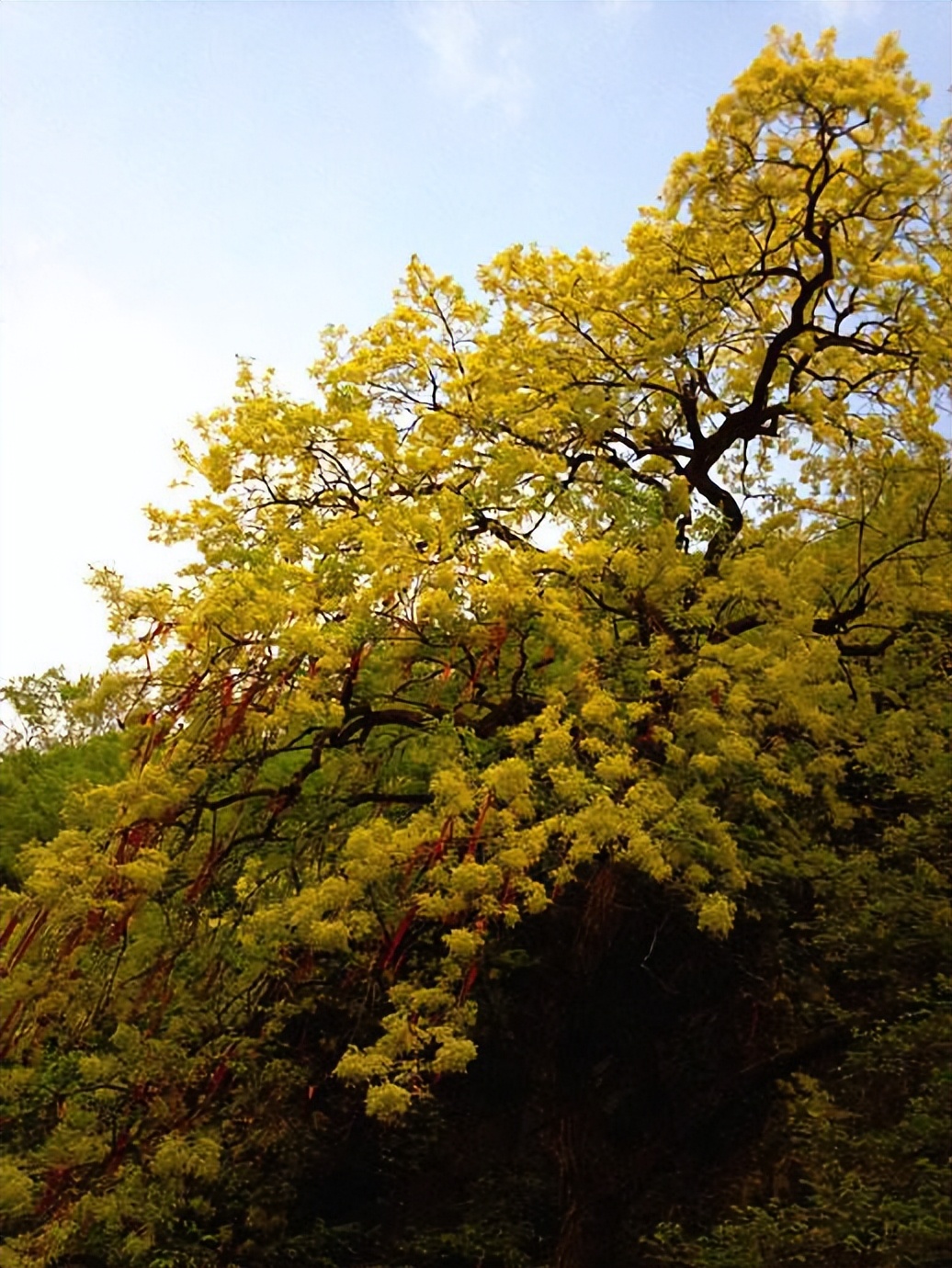 绿化一棵景观树多少钱,一百亩地的绿化树值多少钱