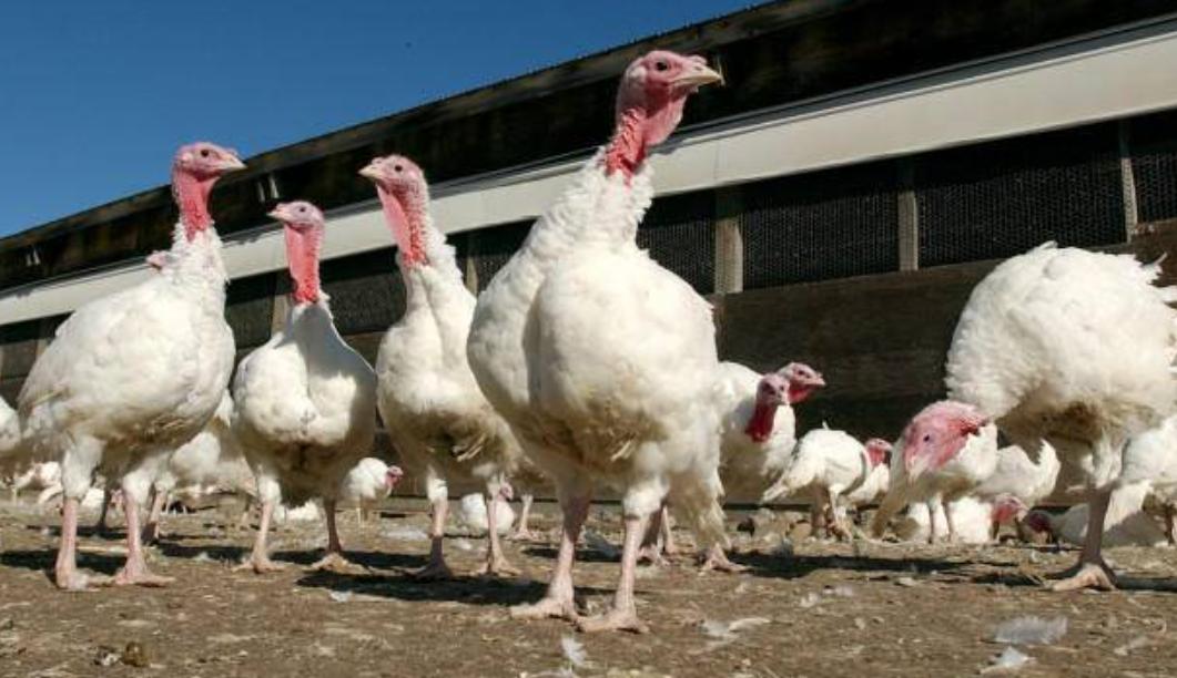 火鸡为什么不在中国常见,西方火鸡为什么中国很少食用