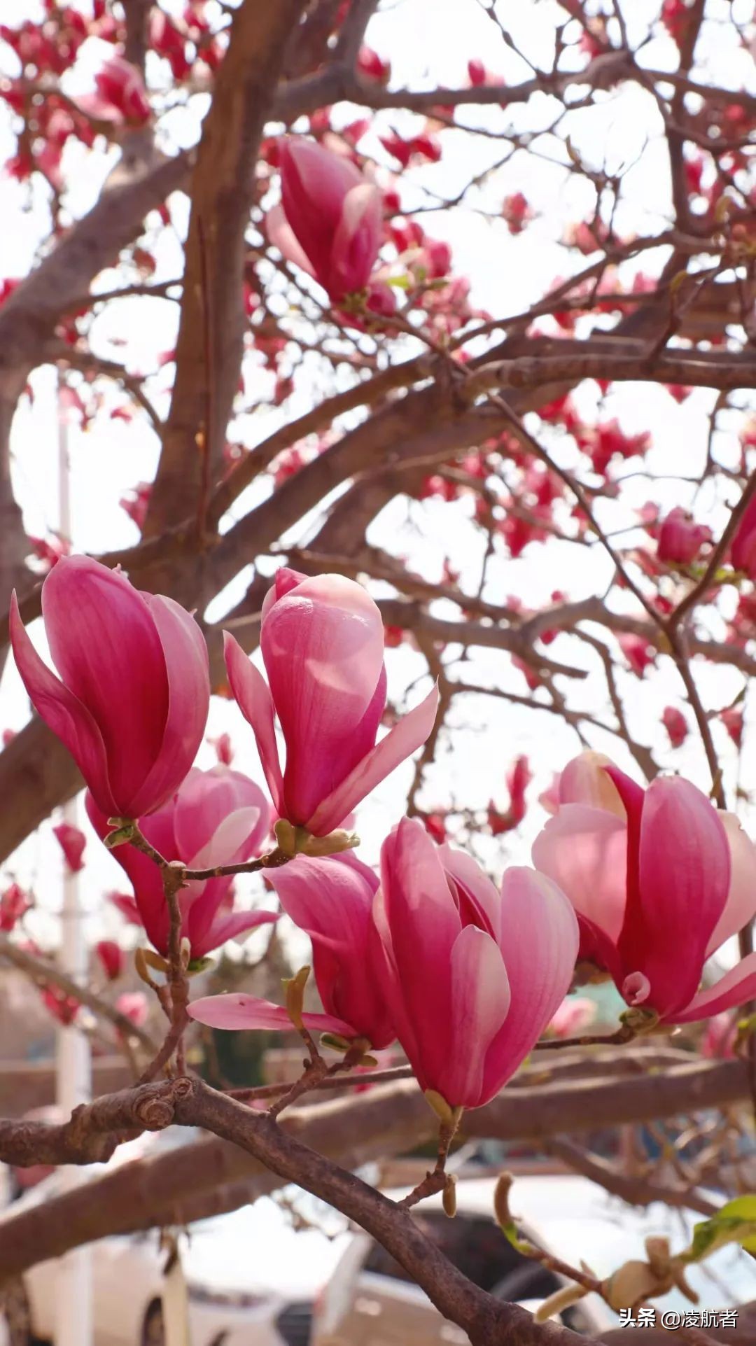 共赴春之约携手新征程,共赴春天之约携手砥砺前行