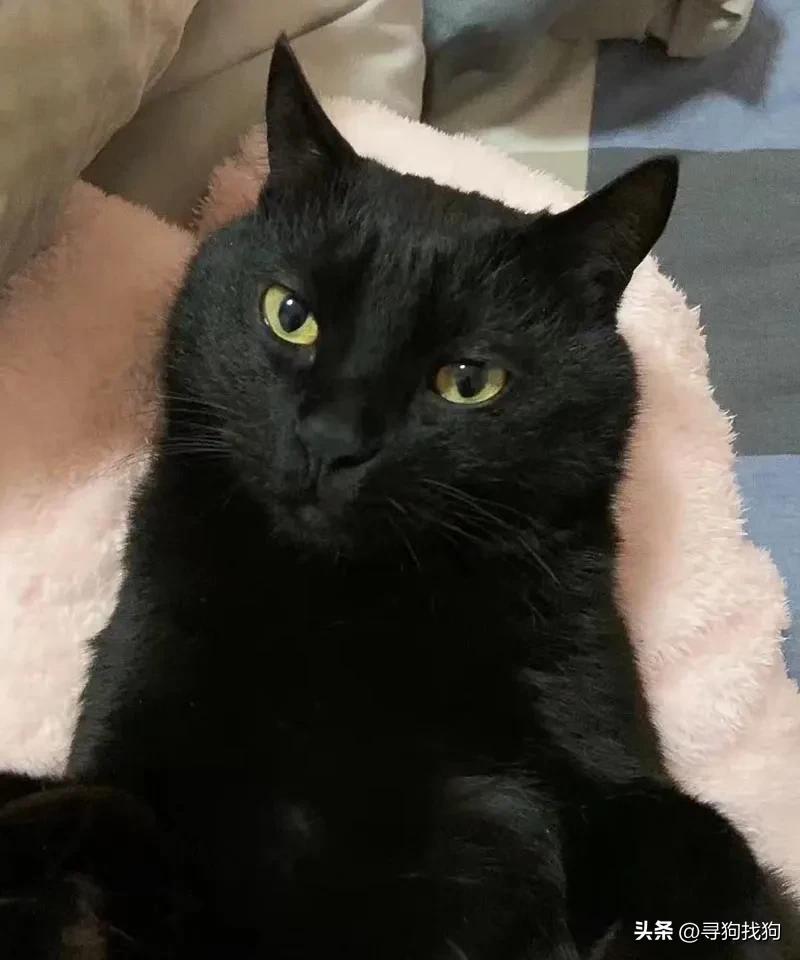 晋江市寻找黑猫,苏州黑猫最新寻猫启事