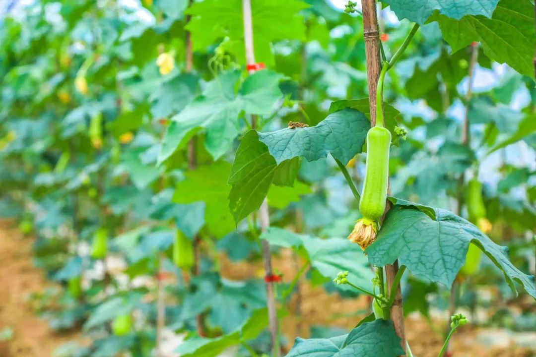 丝瓜深加工有哪些,小丝瓜种植技术和方法