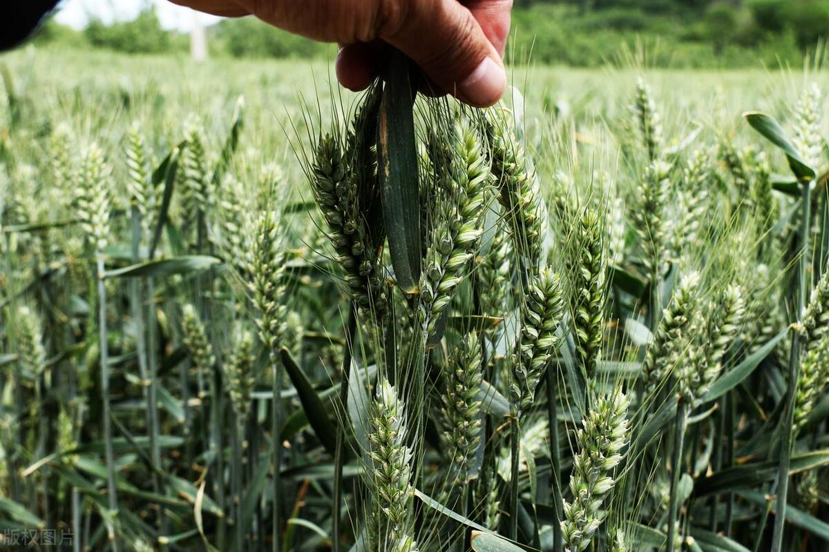 2024年旱涝有什么预兆,一年旱涝看小满