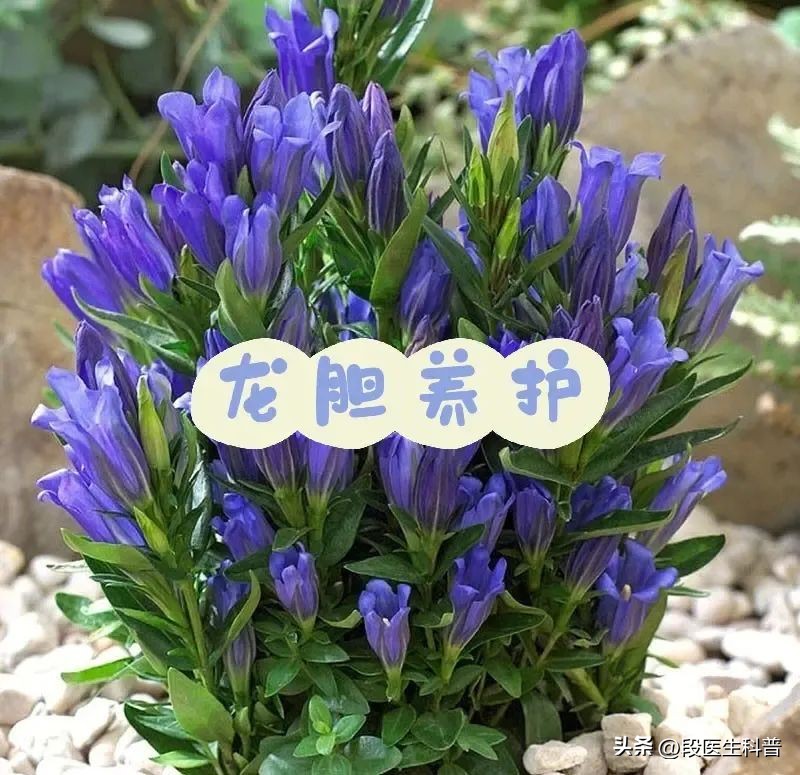 中医辨证论治太阴腹痛证,脉痛的治疗方法