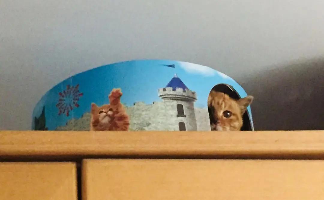 没有写完的黄猫胖太阳的故事