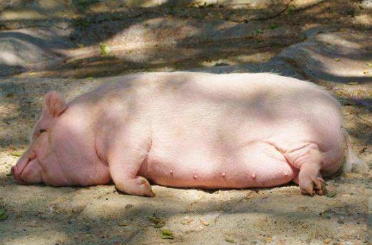 怀孕母猪食欲减退怎么治疗,母猪产子后食欲不振怎么办