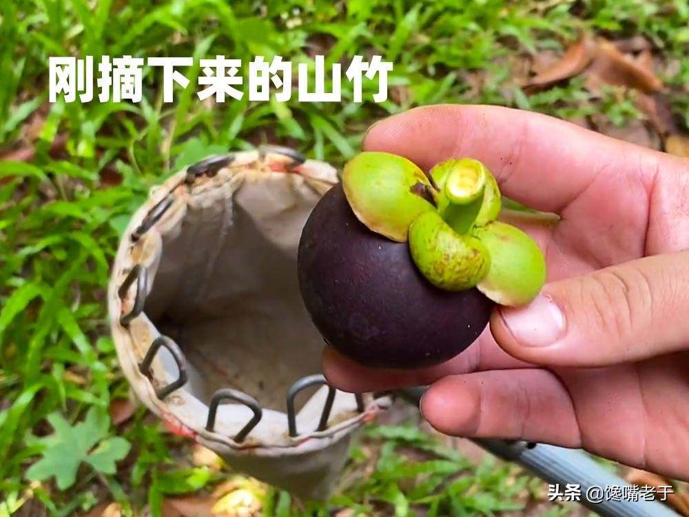 买山竹只要皮不要肉,零失误如何正确的挑选山竹