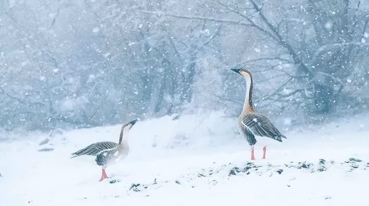 鸿雁巴彦淖尔市市歌,歌声里的内蒙古