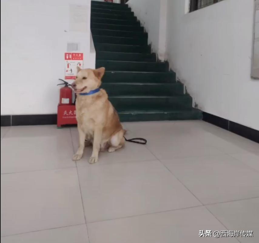 土狗月薪3000,小土狗打工