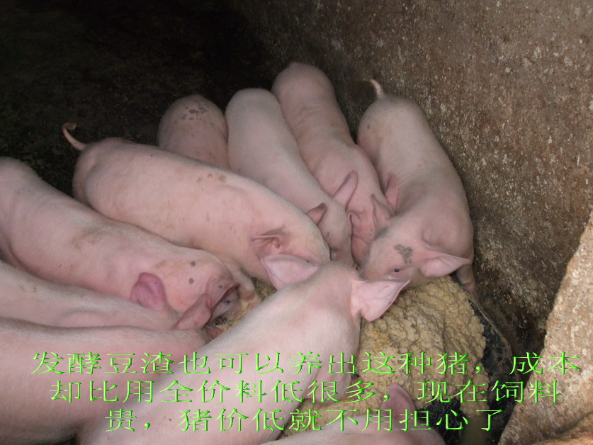 加强型活力99生酵剂—以高浓度乳酸菌，更好用的专业益生菌发酵剂