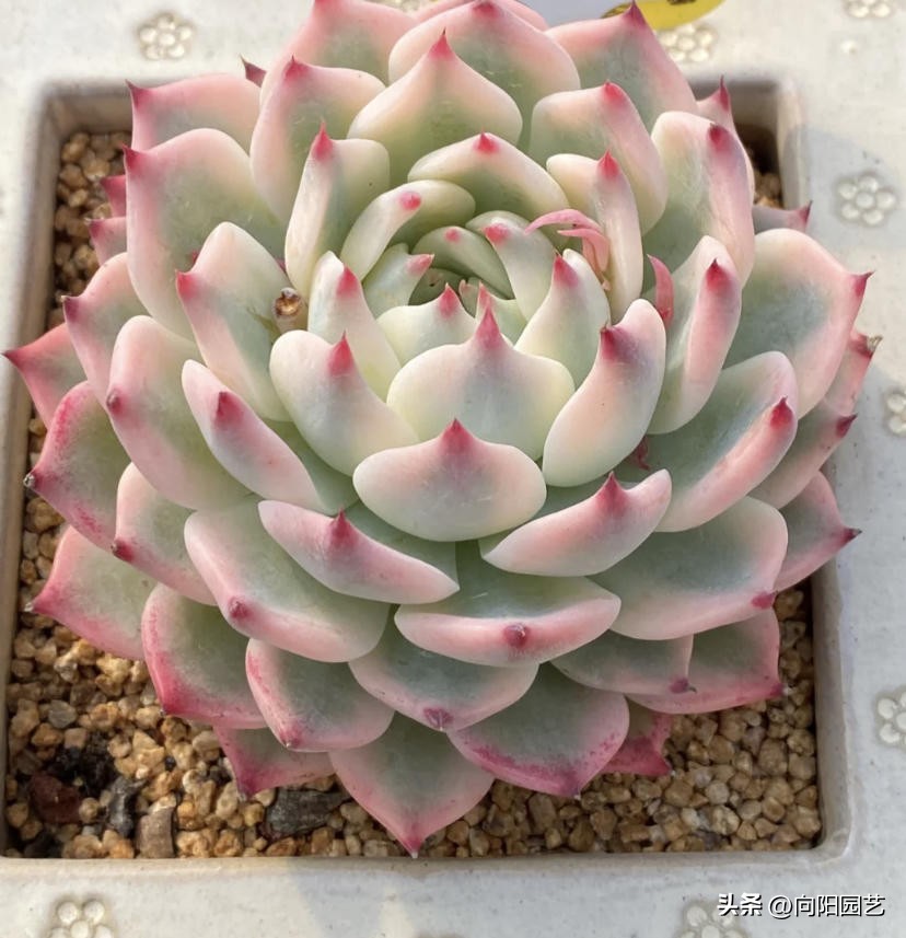 吉娃娃如何养好根又不徒长,吉娃娃怎么养才能活得久